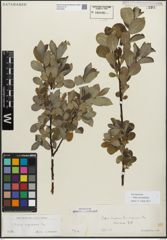 Foto von Salix myrsinifolia Salisb.